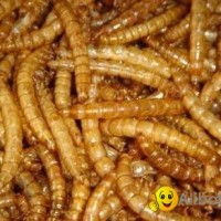 dried mealworm