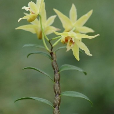 Dendrobium officinalepicture1