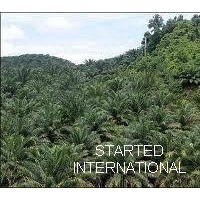 REFINED PALM SHORTENING