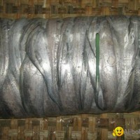 WTS:FROZEN WHOLE  TONGUE SOLE
