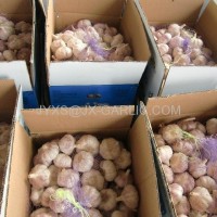 Jinxiang Fresh Normal White Garlic 10kg per carton packing*
