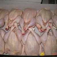 High Quality Halal Grad A Frozen Chicken For Sale