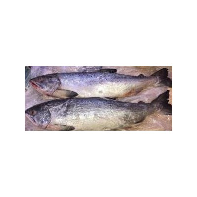Frozen Salmon Fish Heads Frozen Salmon Headspicture1