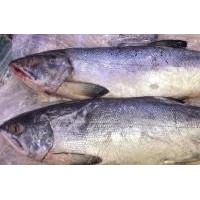 Frozen Salmon Fish Heads Frozen Salmon Heads