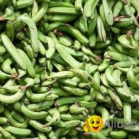 Fresh Green Plantains available