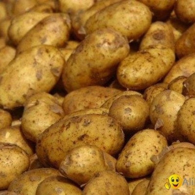 Fresh bulky Potatoes for exportpicture1