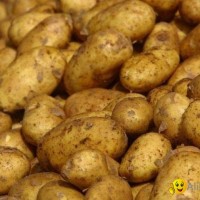 Fresh bulky Potatoes for export
