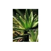 Aloe Extract