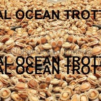 DRIED AFRICAN ABALONES (PERLEMOEN)