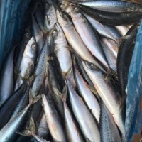Frozen Mackerel