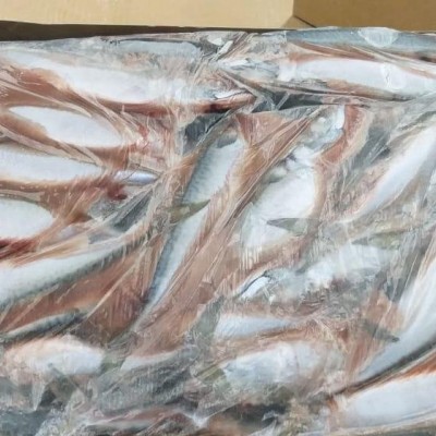 Whole mackerel - size 300/500 gramspicture1