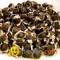 Good Quality Moringa Seeds Available