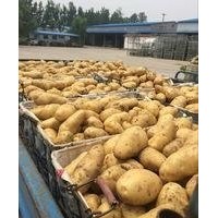 2016 new farm fresh yellow potato (Holland )