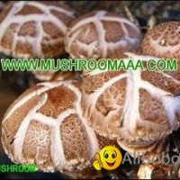 Bulk Organic Magic Whole Smooth Shiitake Mushroom