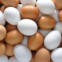 White/Brown Fresh Table Chicken Eggs