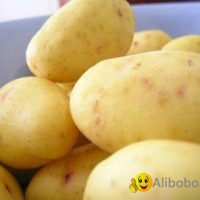 Potato