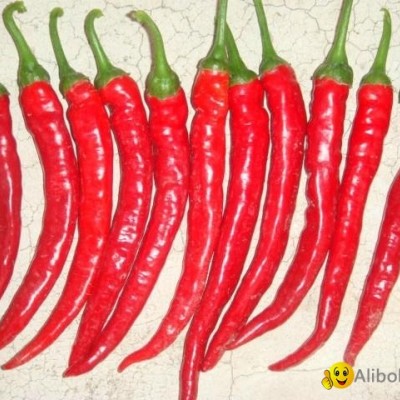 hot Dry Red Chillies without Stempicture1