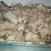 Whole fins of Giant Baby Squid