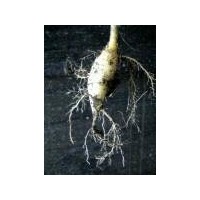 Moringa Roots for sale