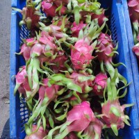 DRAGON FRUIT HIGH QUALITY FROM VIETNAM