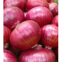 Best quality Onions