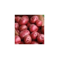 Holland fresh farm potatoes for sale