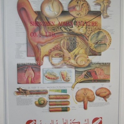 EAR 3D RELIEF WALL MEDICAL/PHARMA CHART/POSTERpicture1