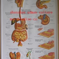 DIGESTIVE 3D RELIEF WALL MEDICAL/PHARMA CHART/POSTER