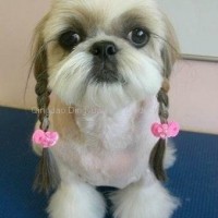 dog bows.pet grooming,dog hair grooming