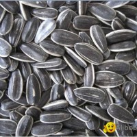 sunflower seeds