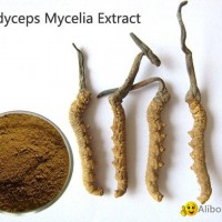 Cordyceps Mycelia Extract