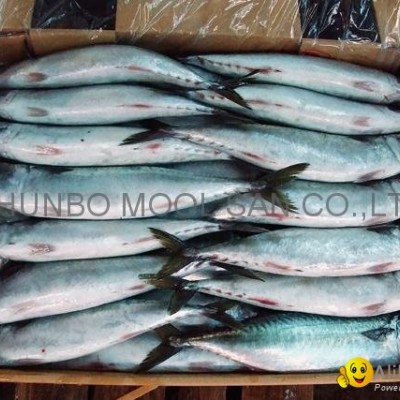 MACKEREL - Scomber japonicuspicture1